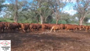 Lote Vaquillonas