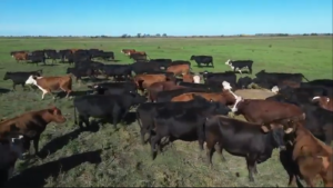 Lote Vacas Preñadas
