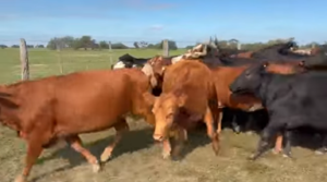Lote Vacas