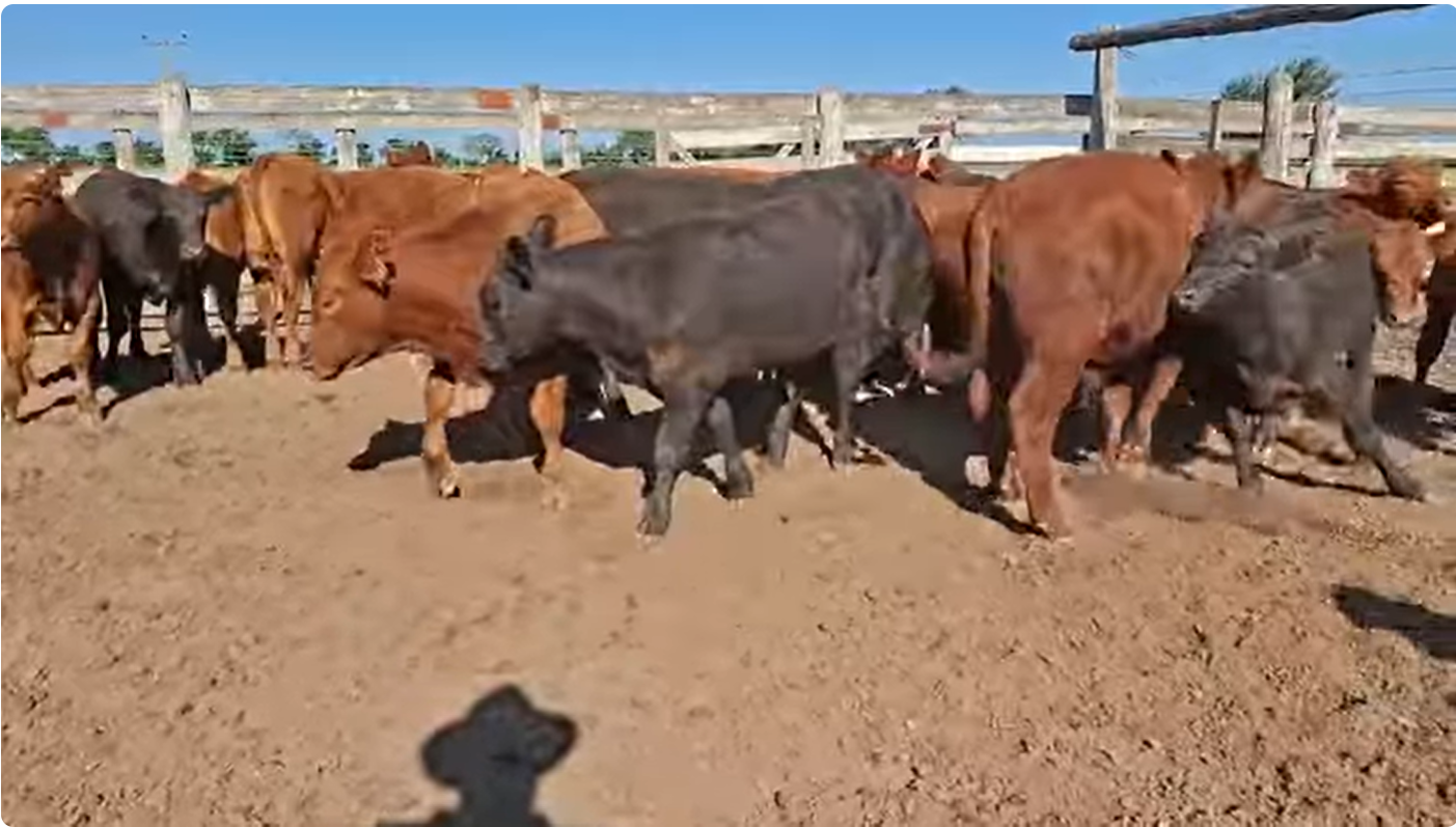 Lote Terneros chicos